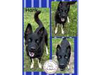 Adopt Hank a Black - with Tan, Yellow or Fawn Australian Kelpie / Mixed dog in