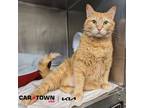 Adopt Jojo a Domestic Shorthair / Mixed cat in Lexington, KY (41400438)