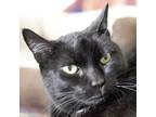 Adopt Tucker a Black (Mostly) Domestic Shorthair (short coat) cat in Port