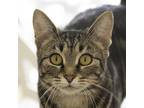 Adopt Sissy a Gray, Blue or Silver Tabby Domestic Shorthair (short coat) cat in