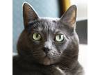 Adopt Shmoo a Gray or Blue Manx (short coat) cat in Port Angeles, WA (41403205)
