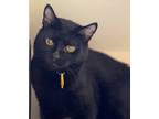 Adopt Allen - AVAILABLE a All Black Domestic Shorthair / Domestic Shorthair /