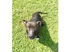 Adopt Bubba a Black American Pit Bull Terrier / Mixed dog in Gray, LA (41302080)