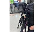 Adopt Cosmos a Black Mixed Breed (Medium) / Mixed dog in Indianapolis