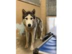 Adopt Cordae a White Husky / Mixed dog in Madera, CA (41373462)