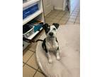 Adopt Ace a Black Australian Cattle Dog / Mixed dog in Lufkin, TX (41403168)