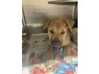 Adopt Rubble a Red/Golden/Orange/Chestnut Shepherd (Unknown Type) / Husky /