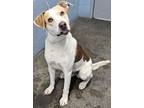 Adopt George a White Mixed Breed (Large) / Mixed dog in Owensboro, KY (41403160)