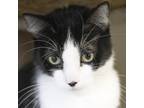 Adopt Sprinkles a Black & White or Tuxedo Domestic Shorthair (short coat) cat in