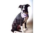 Adopt 24-236D Bella a Black Boxer / Mixed Breed (Medium) / Mixed (short coat)