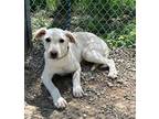 Adopt Desi a White Labrador Retriever / Mixed dog in Atchison, KS (41402200)
