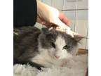 Adopt Sardine a Domestic Mediumhair / Mixed (medium coat) cat in St.