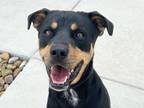 Adopt Cora a Black Mixed Breed (Large) / Mixed dog in Georgetown, TX (41366132)
