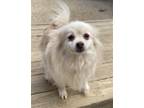 Adopt Trixie a Pomeranian / Mixed dog in Matawan, NJ (41038632)