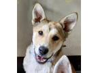 Adopt Fox a German Shepherd Dog / Mixed dog in Pomona, CA (41403076)