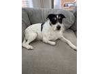 Adopt Jax a Black - with White Jack Russell Terrier / Parson Russell Terrier /