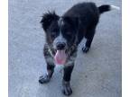 Adopt Flynn a Black Border Collie / Mixed dog in Beatrice, NE (41332348)