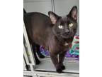 Adopt Parker a Domestic Shorthair / Mixed (short coat) cat in Medford