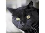 Adopt Sprockett a Black (Mostly) Domestic Shorthair (short coat) cat in Port