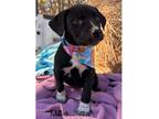 Adopt Tina's 8 Millie a Black - with White Labrador Retriever / Mixed dog in