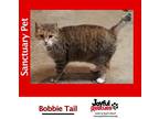 Adopt Bobbie Tail a Calico or Dilute Calico Calico / Mixed (short coat) cat in