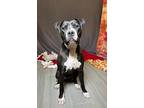 Adopt Max a Pit Bull Terrier / Mixed dog in LAFAYETTE, LA (41402612)