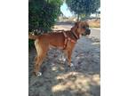Adopt BULL a Brown/Chocolate - with White Boxer / Mixed dog in Visalia