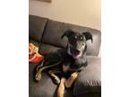 Adopt Millie a Black - with White German Shepherd Dog / Mixed dog in Columbia