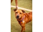 Adopt Annie a Brindle - with White Black Mouth Cur / Terrier (Unknown Type
