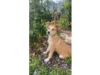 Adopt Luna a White - with Tan, Yellow or Fawn Hound (Unknown Type) / Mixed dog