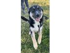 Adopt Bowie a German Shepherd Dog / Mixed dog in Tulare, CA (41402565)