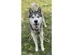 Adopt Kai a Siberian Husky / Mixed dog in Tulare, CA (41402564)