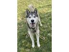 Adopt Kai a Siberian Husky / Mixed dog in Tulare, CA (41402564)