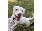 Adopt Spencer a American Staffordshire Terrier / Dachshund / Mixed dog in