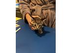 Adopt Baby a Gray, Blue or Silver Tabby American Shorthair / Mixed (short coat)
