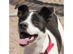 Adopt Ross*/target a White Labrador Retriever dog in Kingman, AZ (41402588)