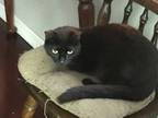 Adopt Boston a All Black American Shorthair / Mixed (short coat) cat in Orlando