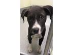 Adopt Harvey Birdman a Black American Pit Bull Terrier / Mixed dog in Longview