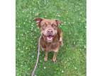 Adopt Hero a Brown/Chocolate Terrier (Unknown Type, Medium) / Chesapeake Bay