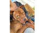 Adopt Buddy a Red/Golden/Orange/Chestnut Boxer / American Pit Bull Terrier /