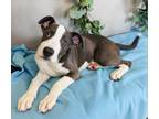 Adopt Trint a Gray/Blue/Silver/Salt & Pepper American Pit Bull Terrier / Mixed