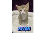 Adopt Evian a Brown or Chocolate Domestic Shorthair / Domestic Shorthair / Mixed