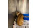 Adopt 55873685 a Orange or Red Domestic Shorthair / Domestic Shorthair / Mixed