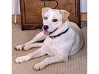 Adopt Misty a Tan/Yellow/Fawn Border Collie / Australian Cattle Dog / Mixed dog