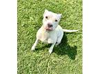 Adopt Momma a White American Pit Bull Terrier / Mixed dog in Gray, LA (41283909)