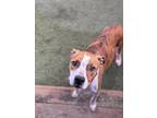 Adopt Gaia a Brindle - with White Boxer / American Staffordshire Terrier / Mixed