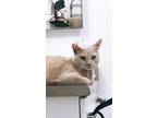 Adopt Nubs a Orange or Red Tabby Tabby / Mixed (short coat) cat in Colorado