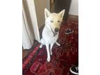 Adopt Smokey a White Husky / Mixed dog in Scottsdale, AZ (41397793)