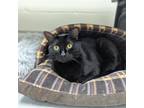 Adopt Tinsy a All Black Domestic Shorthair / Domestic Shorthair / Mixed cat in