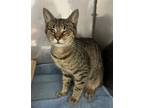 Adopt Squinty a Brown Tabby Domestic Shorthair / Mixed Breed (Medium) / Mixed